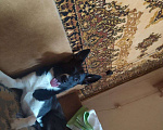 Собаки в Самаре: Срочно отдам собакена,помесь басенджи и гончей Мальчик, Бесплатно - фото 3