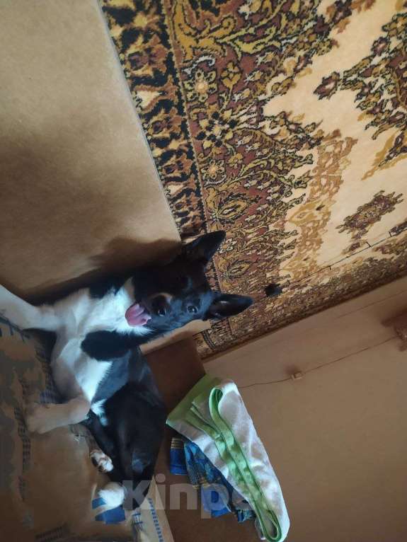 Собаки в Самаре: Срочно отдам собакена,помесь басенджи и гончей Мальчик, Бесплатно - фото 3