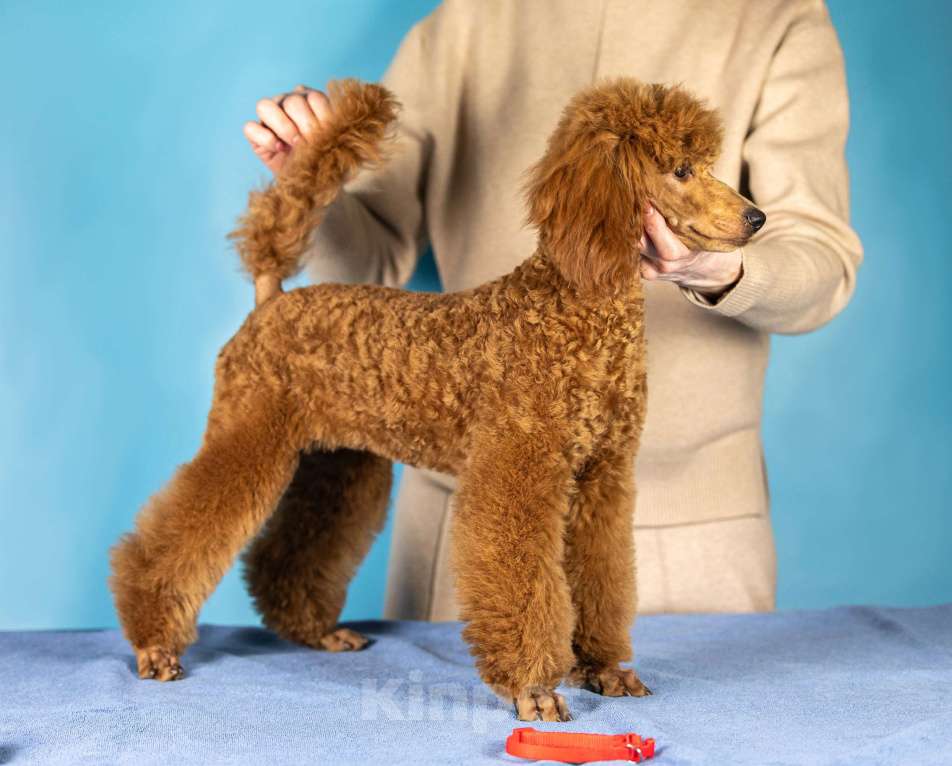 Собаки в Нижнем Новгороде: Щенок среднего пуделя, окрас рыжий, сука в любимцы Девочка, Бесплатно - фото 1