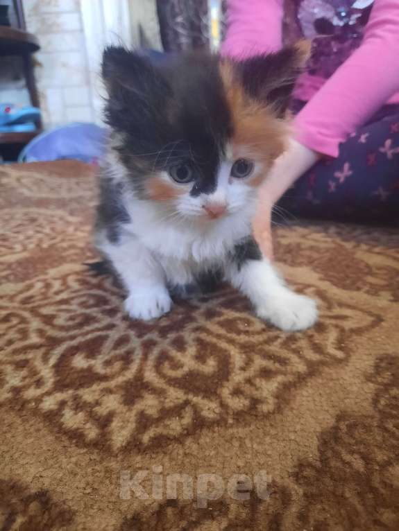 Кошки в Мичуринске: Трехцветная кошечка Девочка, 1 руб. - фото 5