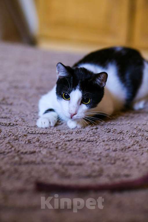 Кошки в Москве: Котенок в добрые руки Мальчик, Бесплатно - фото 3