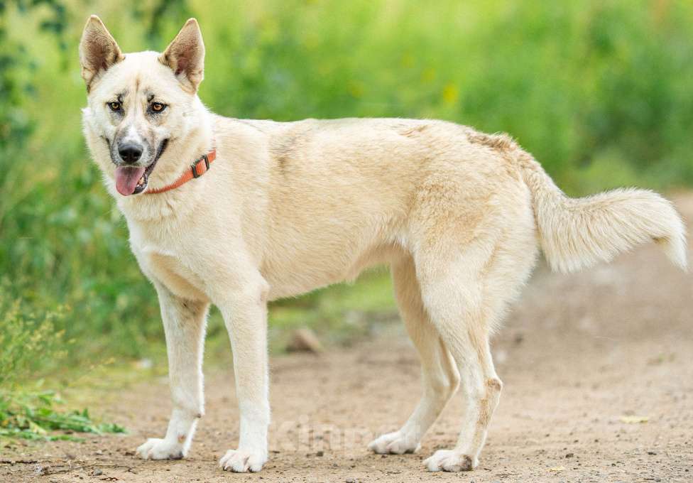 Собаки в Москве: Лапушка из приюта ищет дом Девочка, Бесплатно - фото 3