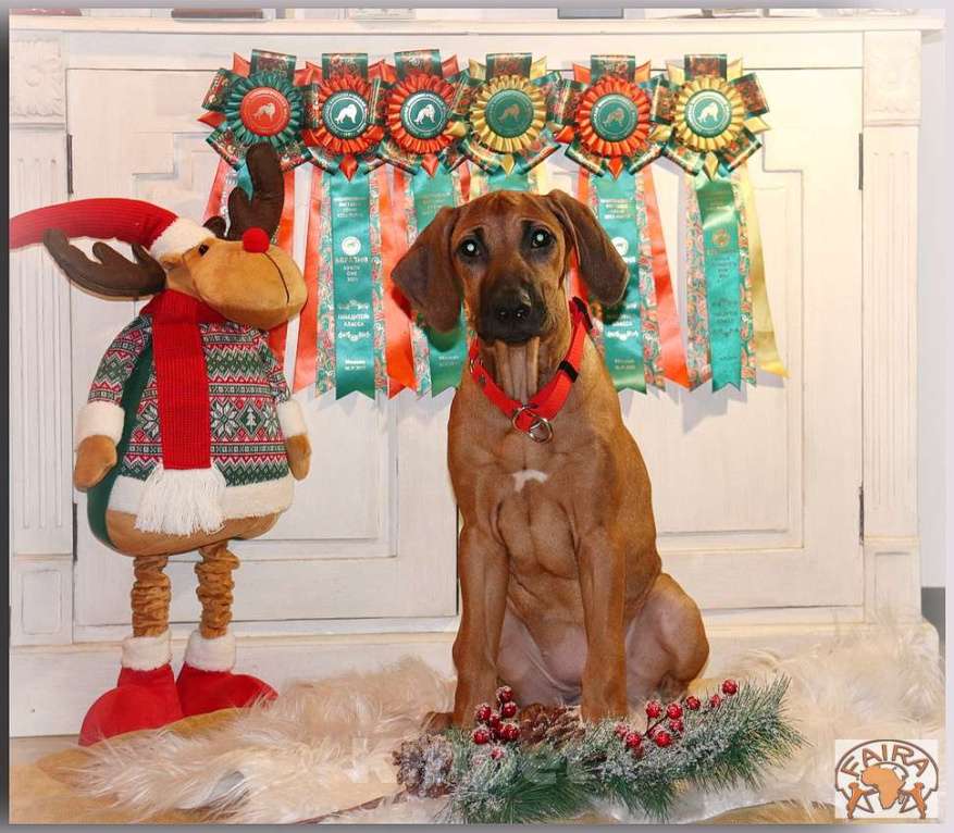 Собаки в Москве: Щенки родезийского риджбека Девочка, 70 000 руб. - фото 1