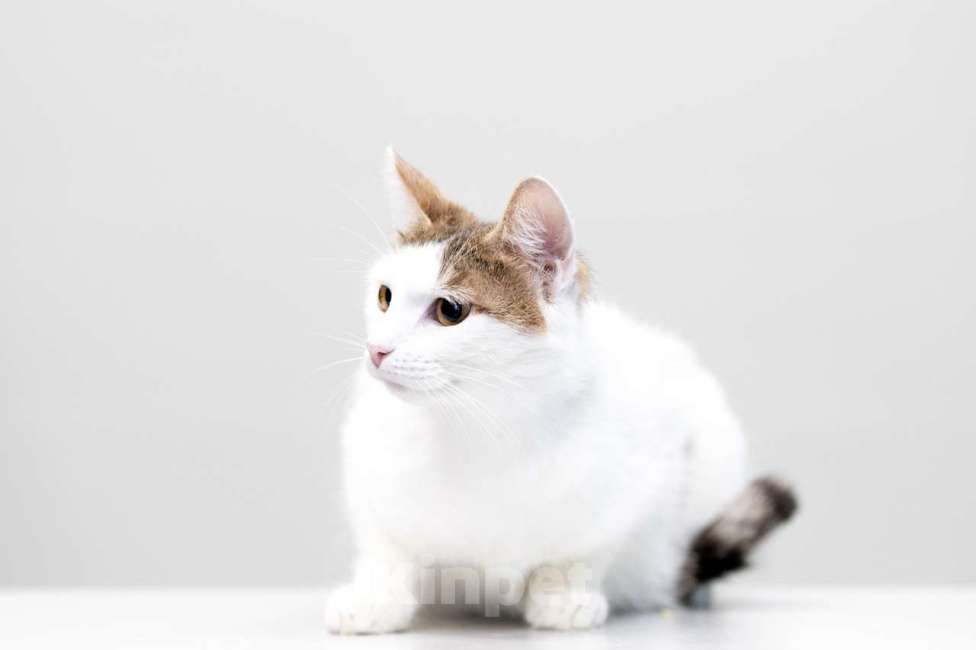 Кошки в Москве: Морошка Девочка, Бесплатно - фото 3