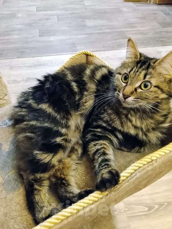 Кошки в Волгограде: Курильский бобтейл Злата  Девочка, 1 000 руб. - фото 1