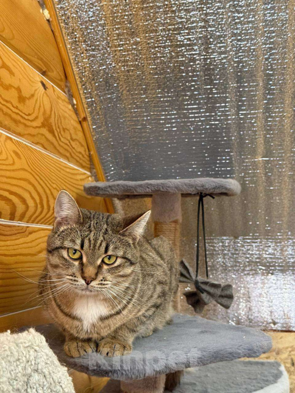 Кошки в Москве: Молоденький Филя мечтает о доме Мальчик, Бесплатно - фото 8