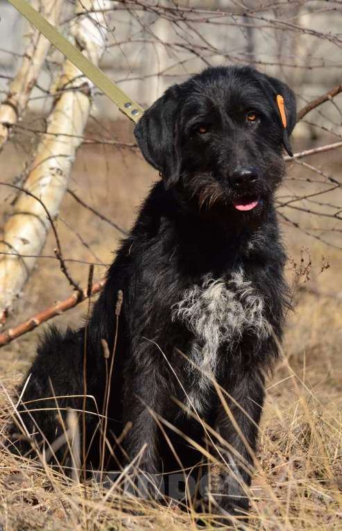 Собаки в Воронеже: Пёс помесь с курцхааром в добрые руки  Мальчик, Бесплатно - фото 2