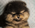 Собаки в Москве: Померанский шпиц Мальчик, 80 000 руб. - фото 1