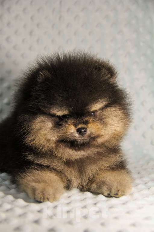 Собаки в Москве: Померанский шпиц Мальчик, 80 000 руб. - фото 1
