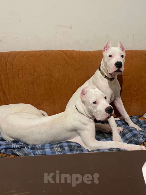 Собаки в Москве: Аргентинский дог Девочка, 40 000 руб. - фото 2