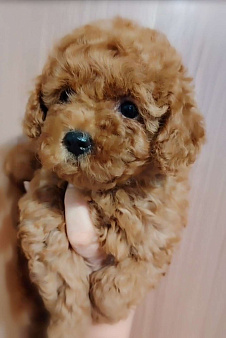 Девочка той пуделя