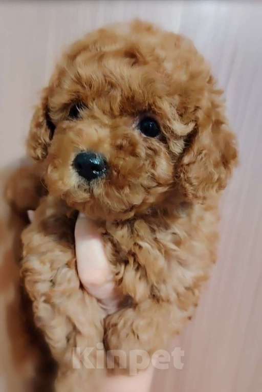 Собаки в Воронеже: Девочка той пуделя Девочка, Бесплатно - фото 1