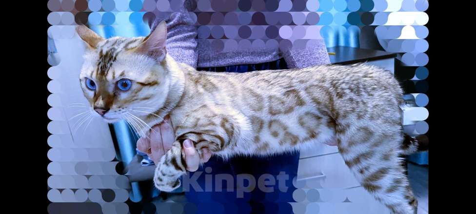 Кошки в Тамбове: Юстас- Снежный бенгальский кот n 24 32 Мальчик, 60 000 руб. - фото 1