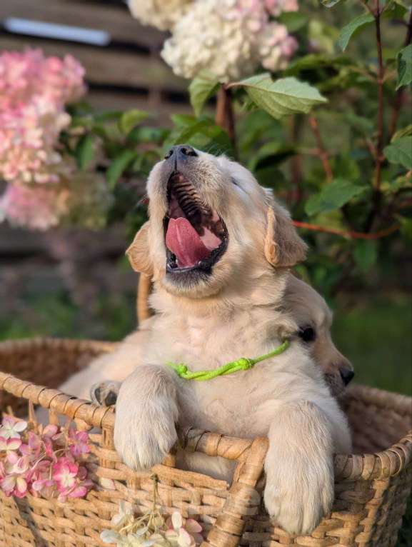 Собаки в Ижевске: Праймис Анима Вичи Девочка, 65 000 руб. - фото 4