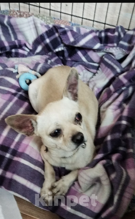 Собаки в других городах Московской области: Маленькие собачки ищут дом Мальчик, Бесплатно - фото 4