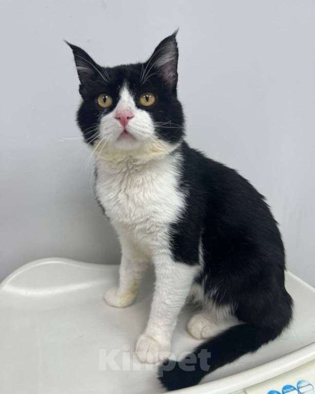 Кошки в Москве: У волонтера онкология — коту некуда идти  Мальчик, Бесплатно - фото 1