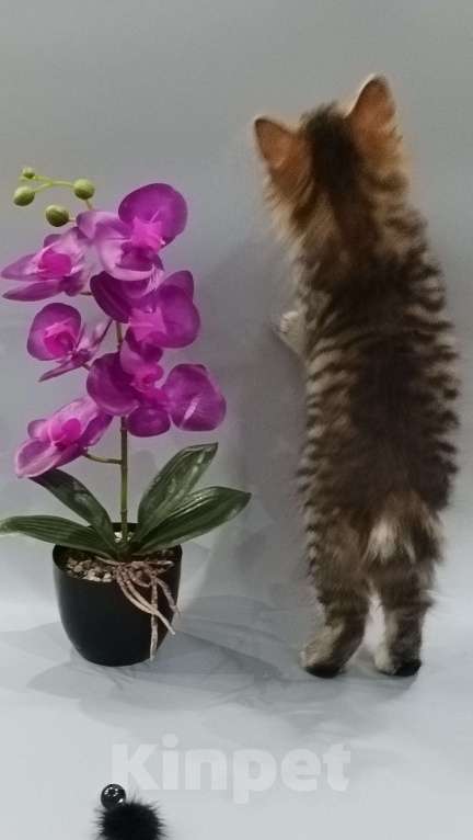 Кошки в Москве: Девочка  Курильченок Девочка, 40 000 руб. - фото 3