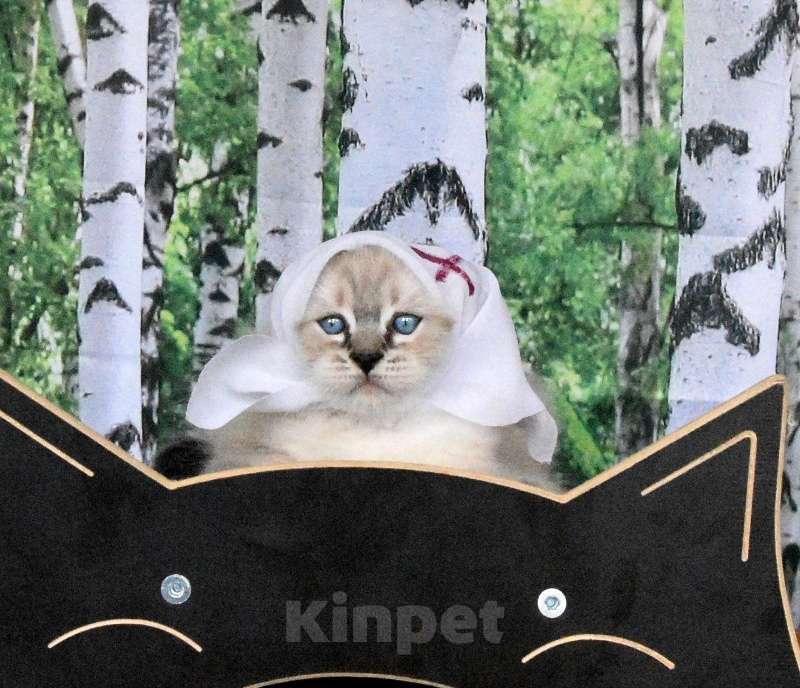 Кошки в Москве: Невские маскарадные котята Мальчик, 45 000 руб. - фото 7