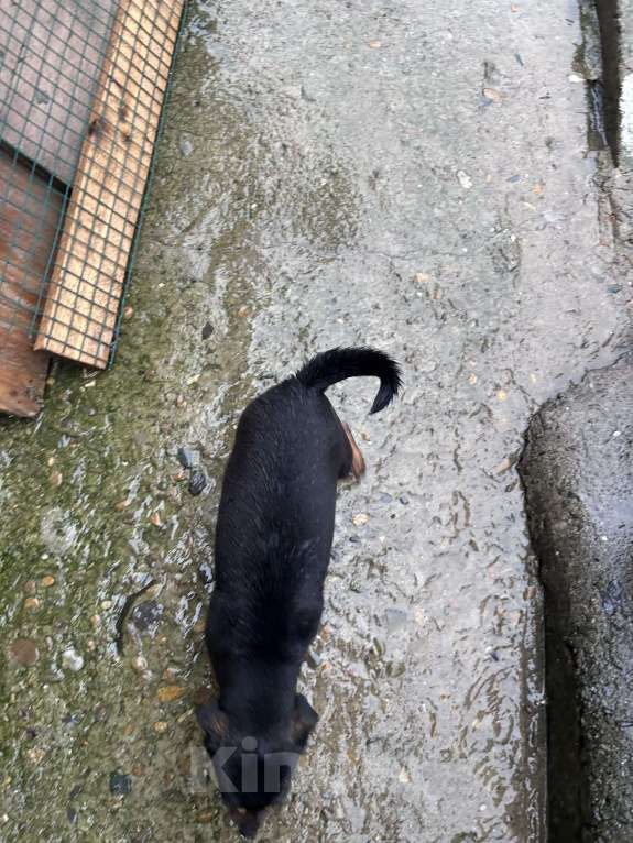 Собаки в других городах Краснодарского края: Пропала собака Девочка, 2 000 руб. - фото 2