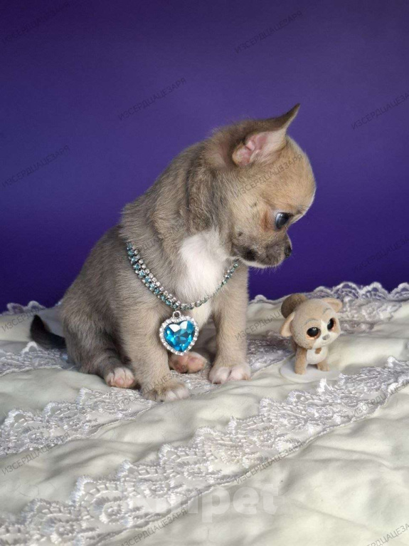 Собаки в Москве: Супер кукольный малыш Мальчик, 50 000 руб. - фото 8