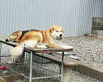 Собаки в Сочи: Отдам собаку в добрые руки Девочка, Бесплатно - фото 5
