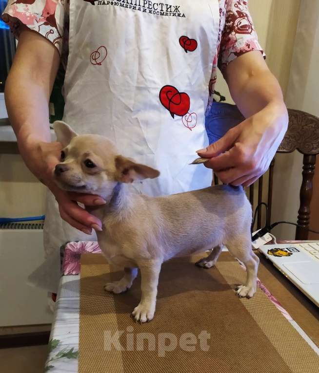Собаки в Москве: Лиловая красивая девочка чихуахуа  Девочка, 70 000 руб. - фото 6