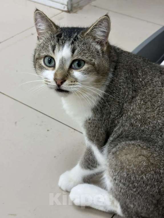 Кошки в Москве: Котик Кеша в добрые руки Мальчик, Бесплатно - фото 3