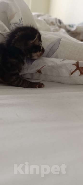 Кошки в Ивантеевке: D002 Девочка, 80 000 руб. - фото 3