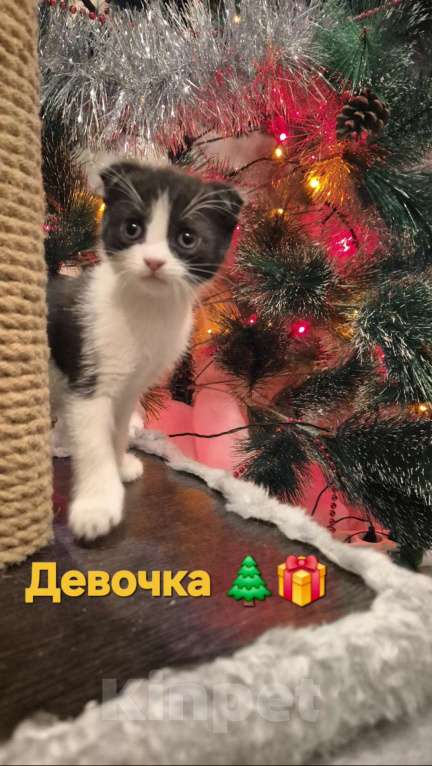 Кошки в Краснодаре: Шотландская ВИСЛОУХАЯ короткошерстная Девочка, 10 000 руб. - фото 2