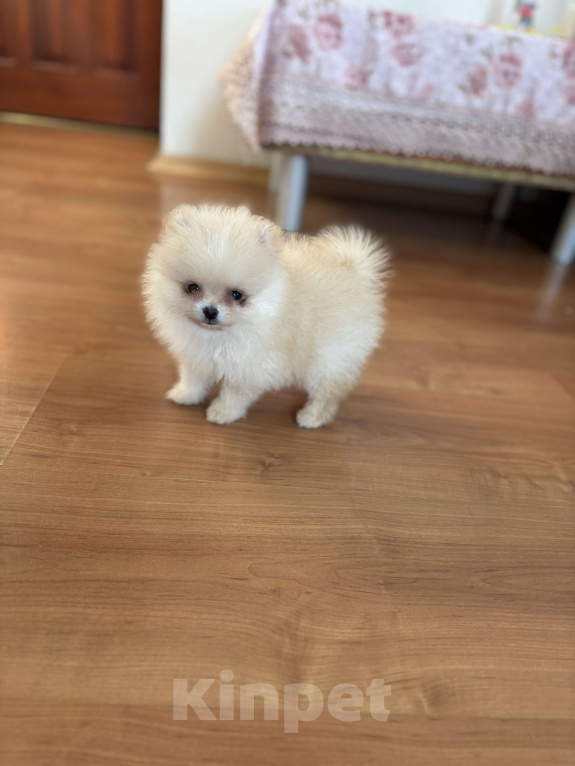 Собаки в Москве: Мини мальчик померанского шпица , Энди  Мальчик, 55 000 руб. - фото 5