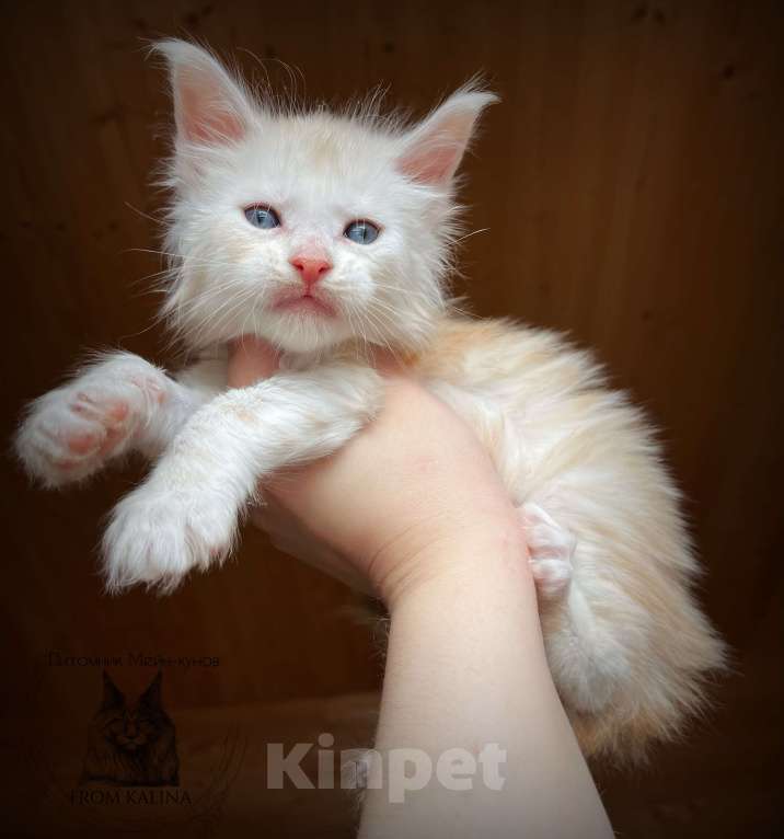 Кошки в Санкт-Петербурге: Котик красное серебро Мальчик, 50 000 руб. - фото 1