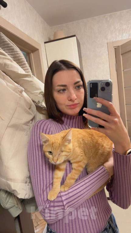 Кошки в Москве: рыжий котенок Солнышко ищет дом Мальчик, 10 руб. - фото 2