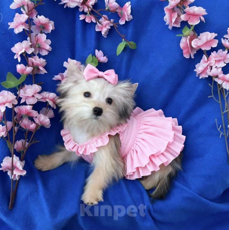 Собаки в Москве: Мини йорк золотая девочка нежная Девочка, 60 000 руб. - фото 2