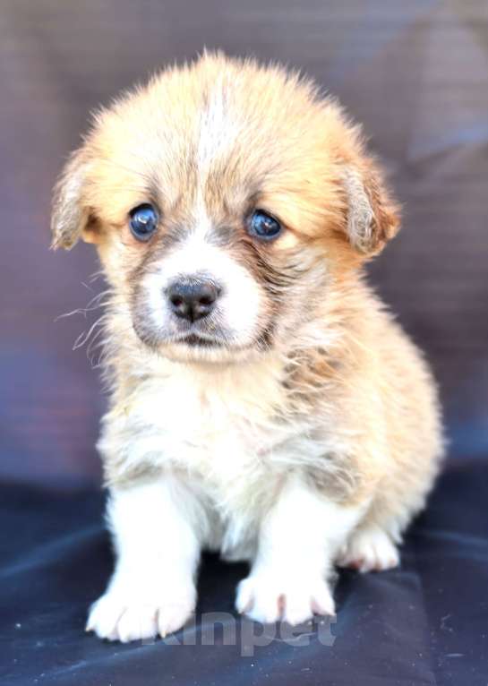 Собаки в Москве: Девочка вельш корги пемброк Девочка, 60 000 руб. - фото 2