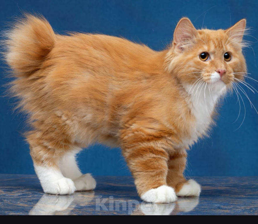 Кошки в Новосибирске: Котята курильский бобтейл Разнополые, 50 000 руб. - фото 8
