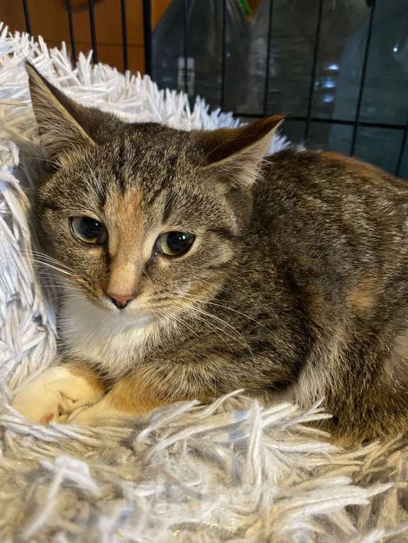 Кошки в Москве: Кошечка красавица 3-4 месяца от роду  Девочка, Бесплатно - фото 3