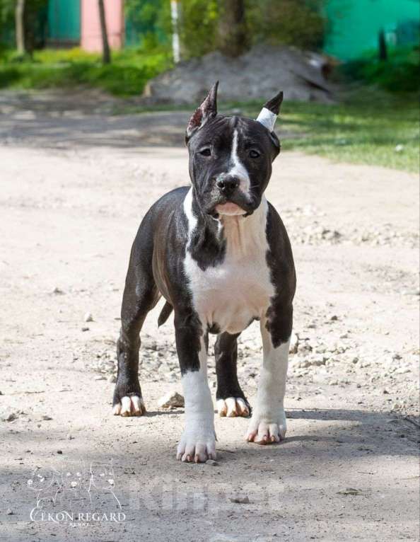 Собаки в других городах Московской области: Чёрная девочка амстафф Девочка, 60 000 руб. - фото 4