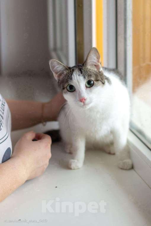 Кошки в Новоалтайске: Кошечка Мальвина 1,5г, стерилизована, лоток 5+, Бесплатно - фото 1