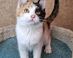 Кошки в Москве: Котёнок с трехцветной мордашкой в добрые руки  Девочка, Бесплатно - фото 3