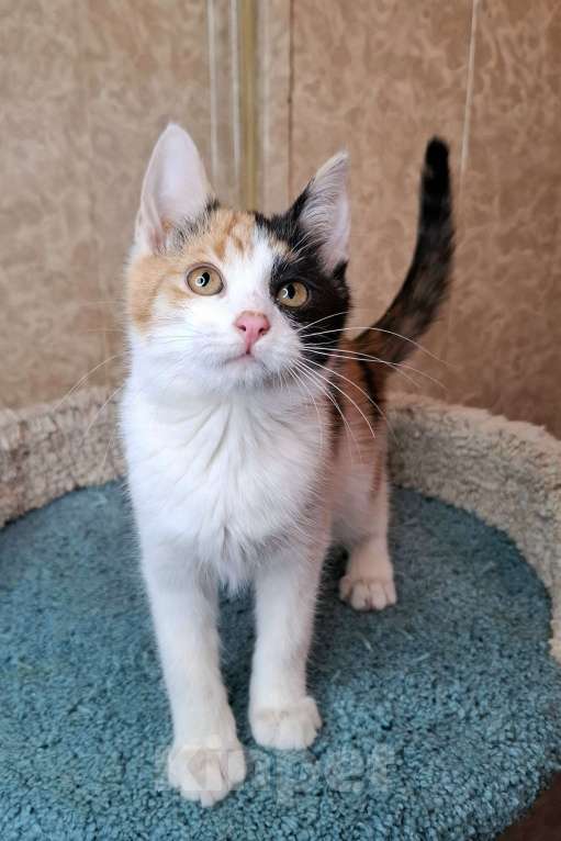 Кошки в Москве: Котёнок с трехцветной мордашкой в добрые руки  Девочка, Бесплатно - фото 3