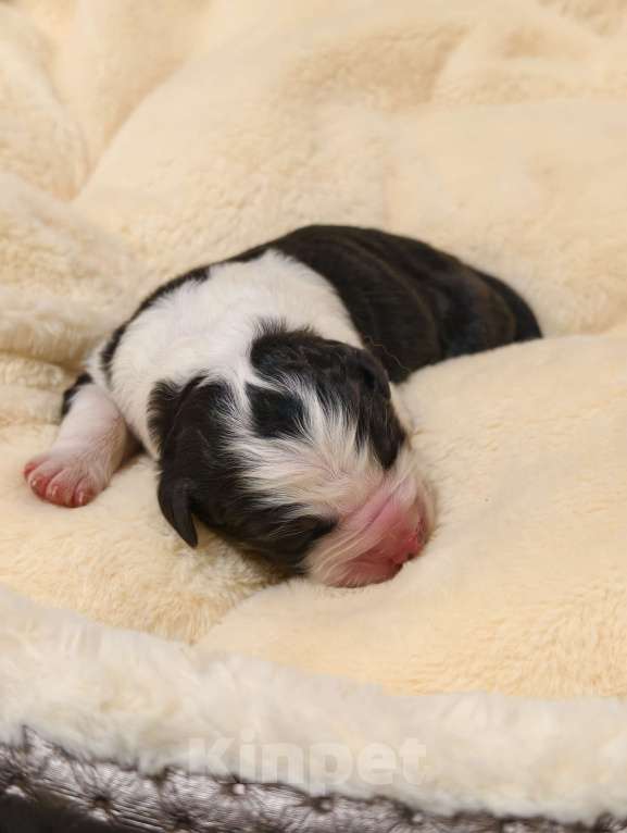 Собаки в Солнечногорске: Щенки австралийской овчарки / аусси Девочка, 55 000 руб. - фото 2