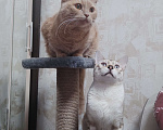 Кошки в Москве: Бенгальский Красавец в семью Мальчик, 100 руб. - фото 8