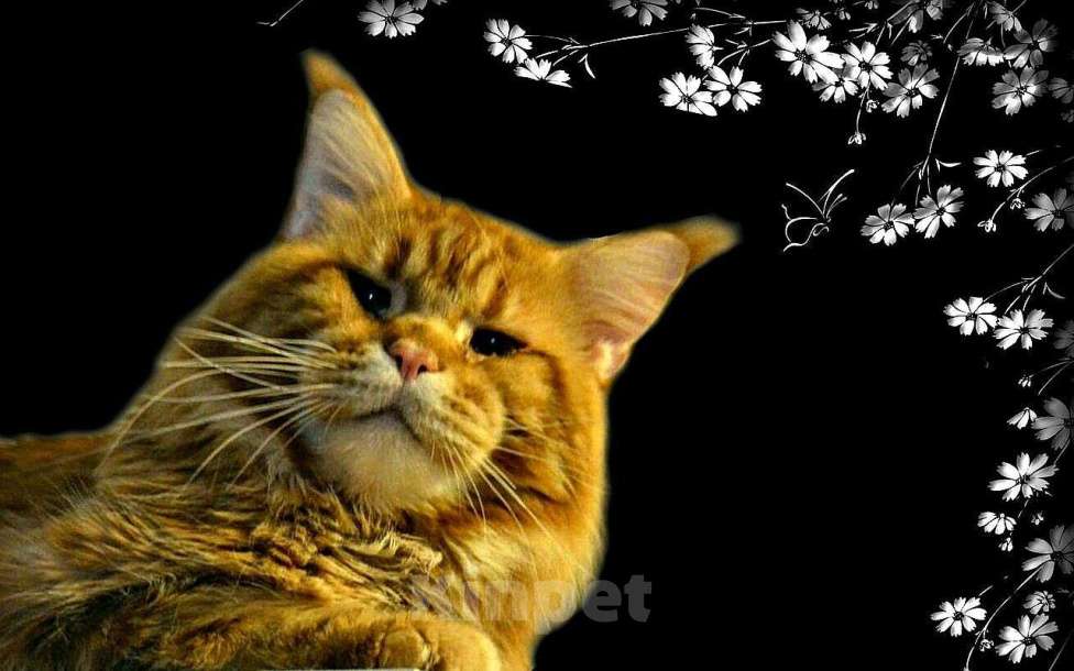 Кошки в Москве: Котик породы мейн кун Мальчик, 25 000 руб. - фото 6