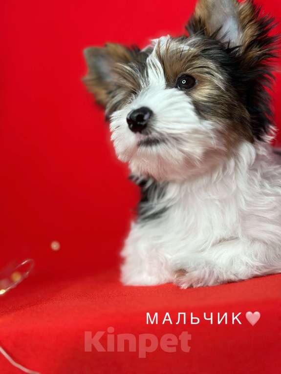 Собаки в Сарове: Щенки Мальчик, Бесплатно - фото 1