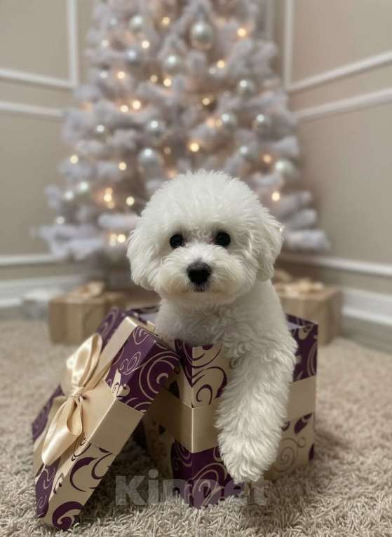 Собаки в Москве: Щенки бишон фризе Мальчик, 120 000 руб. - фото 3