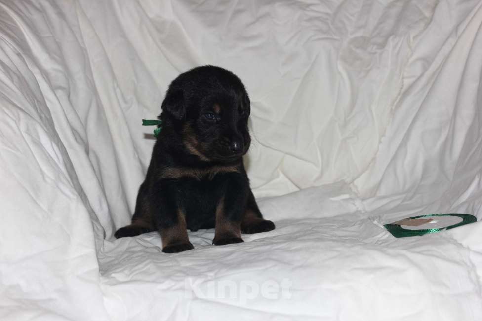 Собаки в Перми: Щенки Босерона  Мальчик, 40 000 руб. - фото 2