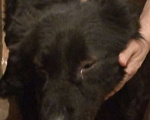 Собаки в Саратове: Найден Пес Мальчик, Бесплатно - фото 4