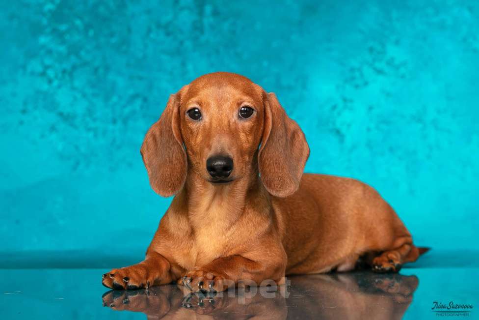 Собаки в Королеве: Такса взрослый пес Мальчик, 30 000 руб. - фото 7