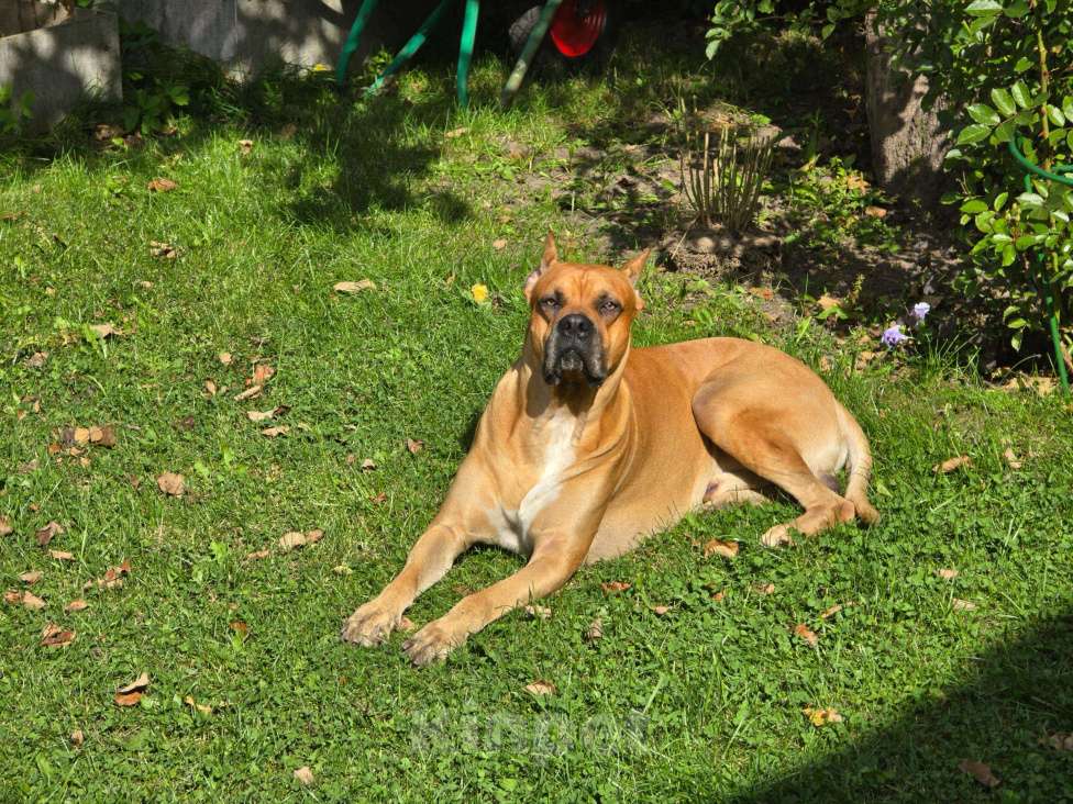 Собаки в Москве: Породистые и красивые щенки Алано Мальчик, Бесплатно - фото 7