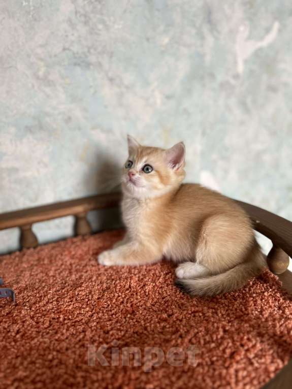 Кошки в Москве: Шотландская Золотая кошечка Шиншилла  Девочка, 35 000 руб. - фото 7